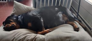 Rottweilerpup nest 2024