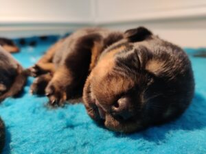 Rottweilerpup nest 2024