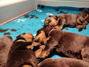 Rottweilerpup nest 2024