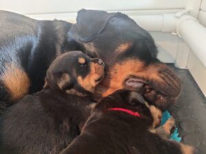 Rottweilerpup nest 2024