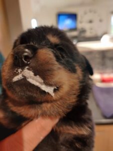 Rottweilerpup nest 2024