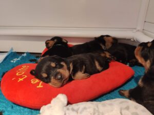 Rottweilerpup nest 2024