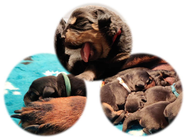 Rottweilerpups-VdKM-2