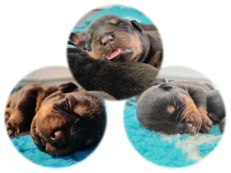Rottweilerpups-VdKM